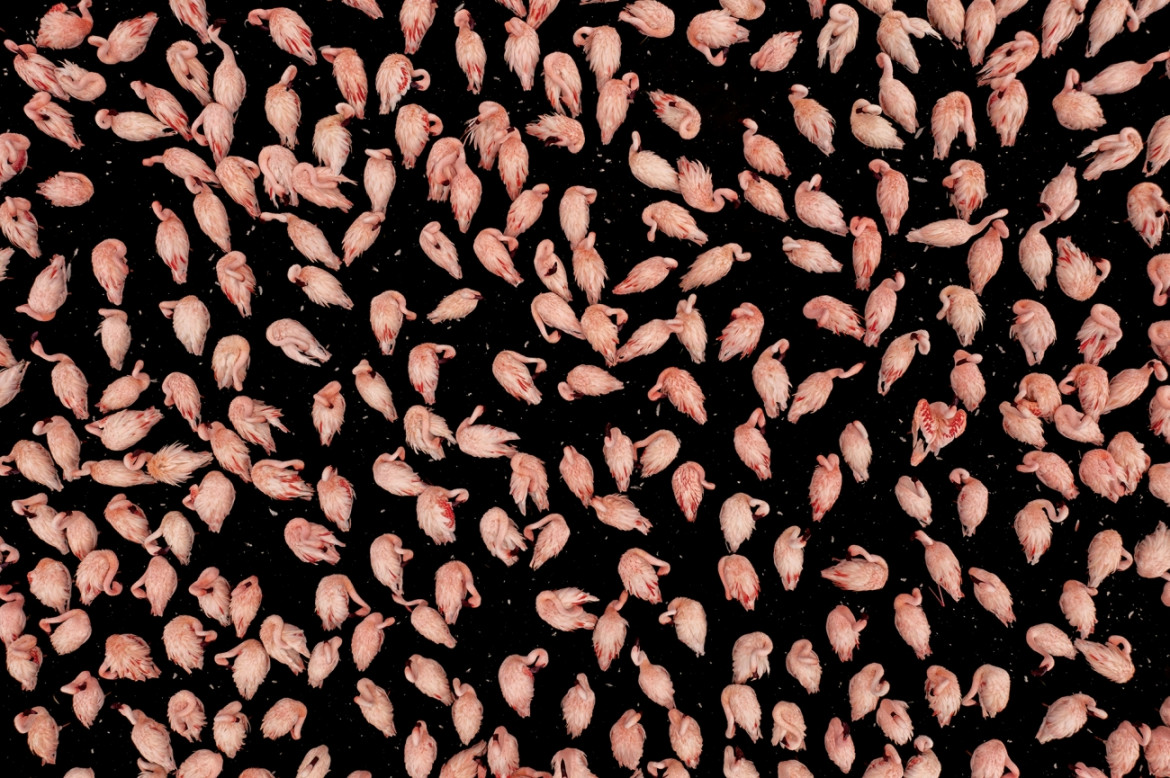 Fot. Paul McKenzie, "Realm of the Flamingo", 1. miejsce w kat. Series / Drone Photo Awards 2024<br></br><br></br>Flamingi małe rozwijają się w jednych z najtrudniejszych środowisk na Ziemi, charakteryzujących się wysokimi temperaturami powietrza i żrącymi wodami. Warunki te są idealne do produkcji podstawowego źródła pożywienia - cyjanobakterii, które flamingi zbierają za pomocą swoich unikalnych dziobów. W środowiskach jezior brakuje również prawie wszystkich potencjalnych drapieżników, co pokazuje triumf ich ewolucyjnej adaptacji. Widziane z góry, jeziora sodowe oferują hipnotyzującą i ciągle zmieniającą się mieszankę kolorów i wzorów, zapewniając idealne fotograficzne uzupełnienie flamingów.