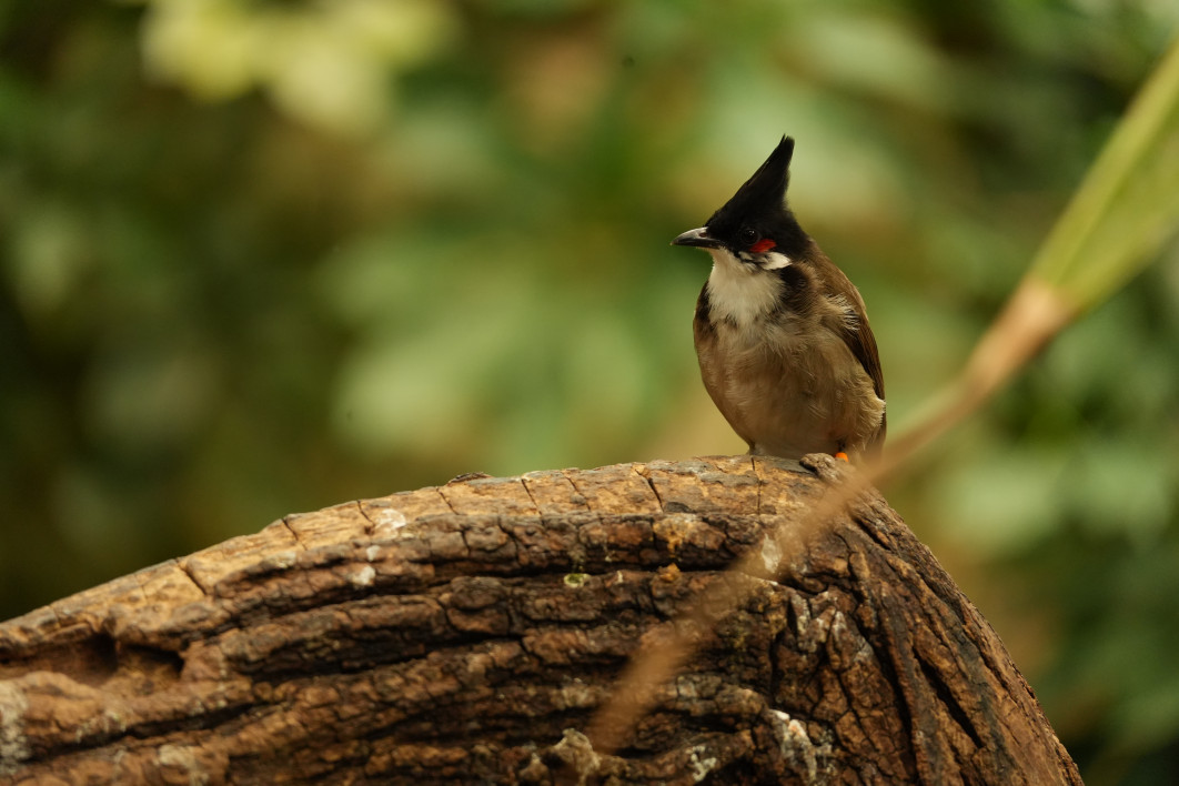 1/100 s, f/8, ISO 3200, 400 mm