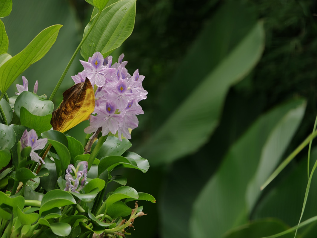 1/401 s, f/2.1, ISO 160, 16.5 mm