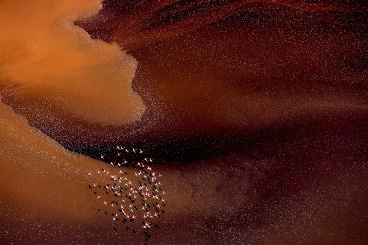 Fot. Paul McKenzie, "Realm of the Flamingo", 1. miejsce w kat. Series / Drone Photo Awards 2024<br></br><br></br>Flamingi małe rozwijają się w jednych z najtrudniejszych środowisk na Ziemi, charakteryzujących się wysokimi temperaturami powietrza i żrącymi wodami. Warunki te są idealne do produkcji podstawowego źródła pożywienia - cyjanobakterii, które flamingi zbierają za pomocą swoich unikalnych dziobów. W środowiskach jezior brakuje również prawie wszystkich potencjalnych drapieżników, co pokazuje triumf ich ewolucyjnej adaptacji. Widziane z góry, jeziora sodowe oferują hipnotyzującą i ciągle zmieniającą się mieszankę kolorów i wzorów, zapewniając idealne fotograficzne uzupełnienie flamingów.