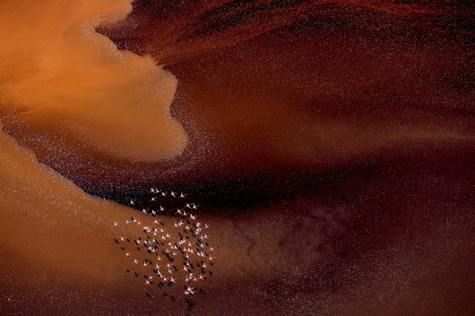 Fot. Paul McKenzie, Realm of the Flamingo, 1. miejsce w kat. Series / Drone Photo Awards 2024Flamingi małe rozwijają się w jednych z najtrudniejszych środowisk na Ziemi, charakteryzujących się wysokimi temperaturami powietrza i żrącymi wodami. Warunki te są idealne do produkcji podstawowego źródła pożywienia - cyjanobakterii, które flamingi zbierają za pomocą swoich unikalnych dziobów. W środowiskach jezior brakuje również prawie wszystkich potencjalnych drapieżników, co pokazuje triumf ich ewolucyjnej adaptacji. Widziane z góry, jeziora sodowe oferują hipnotyzującą i ciągle zmieniającą się mieszankę kolorów i wzorów, zapewniając idealne fotograficzne uzupełnienie flamingów.