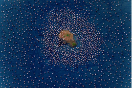 Fot. Paul McKenzie, "Realm of the Flamingo", 1. miejsce w kat. Series / Drone Photo Awards 2024<br></br><br></br>Flamingi małe rozwijają się w jednych z najtrudniejszych środowisk na Ziemi, charakteryzujących się wysokimi temperaturami powietrza i żrącymi wodami. Warunki te są idealne do produkcji podstawowego źródła pożywienia - cyjanobakterii, które flamingi zbierają za pomocą swoich unikalnych dziobów. W środowiskach jezior brakuje również prawie wszystkich potencjalnych drapieżników, co pokazuje triumf ich ewolucyjnej adaptacji. Widziane z góry, jeziora sodowe oferują hipnotyzującą i ciągle zmieniającą się mieszankę kolorów i wzorów, zapewniając idealne fotograficzne uzupełnienie flamingów.