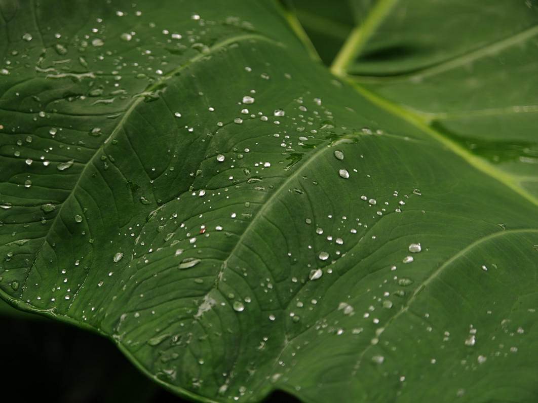 1/401 s, f/2.1, ISO 160, 16.5 mm