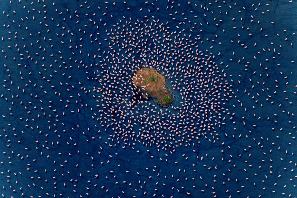 Fot. Paul McKenzie, "Realm of the Flamingo", 1. miejsce w kat. Series / Drone Photo Awards 2024<br></br><br></br>Flamingi małe rozwijają się w jednych z najtrudniejszych środowisk na Ziemi, charakteryzujących się wysokimi temperaturami powietrza i żrącymi wodami. Warunki te są idealne do produkcji podstawowego źródła pożywienia - cyjanobakterii, które flamingi zbierają za pomocą swoich unikalnych dziobów. W środowiskach jezior brakuje również prawie wszystkich potencjalnych drapieżników, co pokazuje triumf ich ewolucyjnej adaptacji. Widziane z góry, jeziora sodowe oferują hipnotyzującą i ciągle zmieniającą się mieszankę kolorów i wzorów, zapewniając idealne fotograficzne uzupełnienie flamingów.