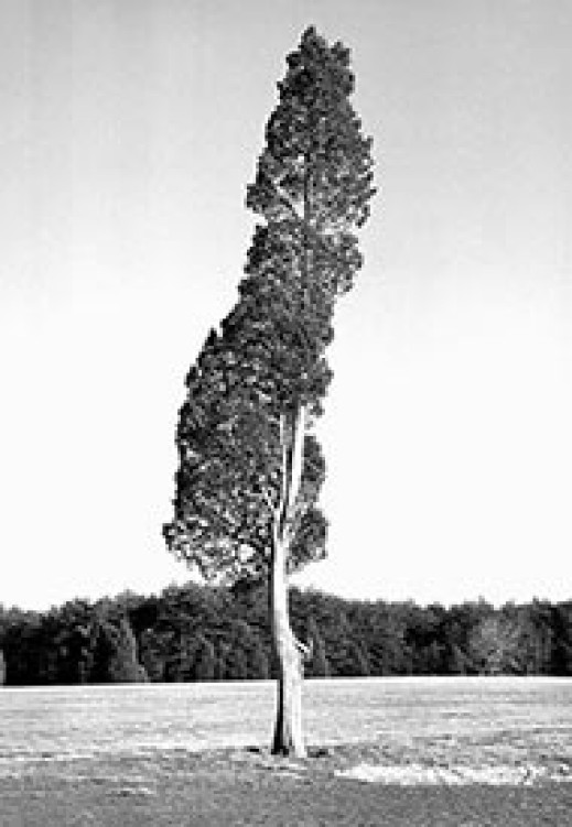 Fotograf niedzielny - Pochwała podpisów