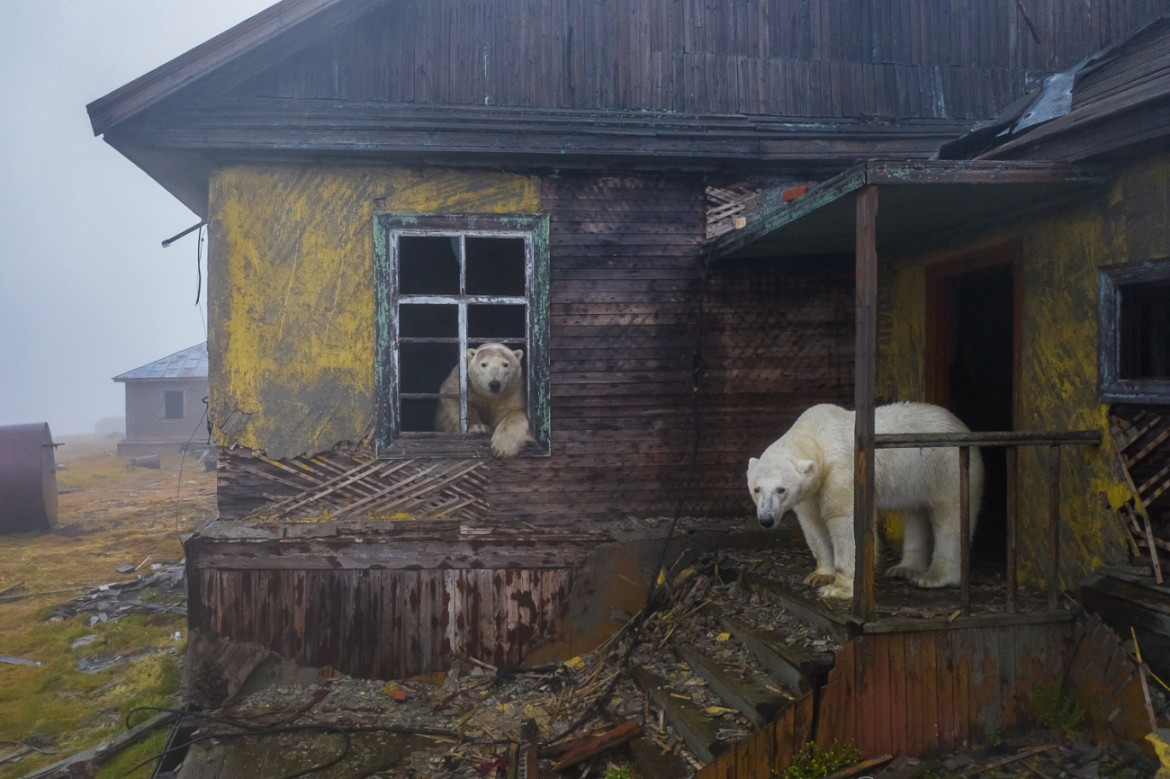 fot. Dmitry Kokh, 1. miejsce w kategorii Series / Drone Photo Awards 2022<br></br><br></br>Podczas rejsu na Czukotkę i Wyspę Wrangla fotograf pokonał ponad 1200 mil wzdłuż wybrzeża. Pewnego dnia, aby schronić się przed nadciągającą burzą, zbliżył się do małej wyspy Koluchin, dawnej stacji meteorologicznej z czasów ZSRR. Widząc dziwne ruchy w oknach opuszczonej wioski, dostrzegł przez lornetkę głowy niedźwiedzi polarnych. Było to około dwudziestu osobników, głównie samców, które błąkały się wśród opuszczonych domów, podczas gdy samice pozostawały na uboczu ze swoimi szczeniakami. Ponieważ zejście na wyspę było zbyt niebezpieczne, Kokh postanowił użyć drona do ich sfotografowania.