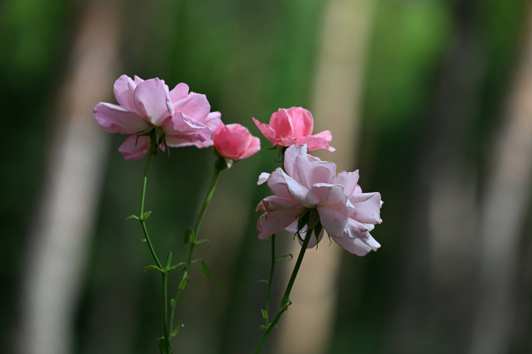 1/3200 s, f/4, ISO 800, 200.0 mm