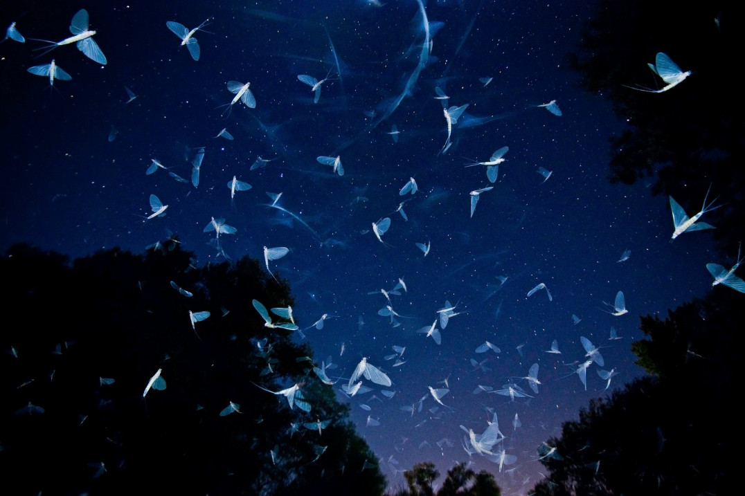 Wildlife Photographer of the Year 2016 – pierwsze zdjęcia finalistów