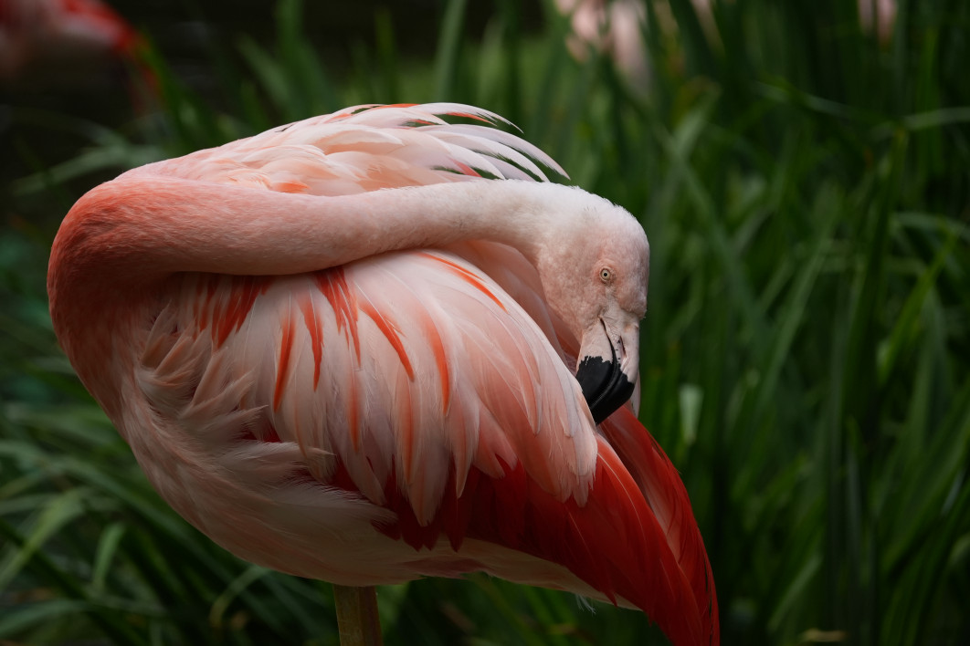 1/500 s, f/8, ISO 800, 400 mm, crop APS-C