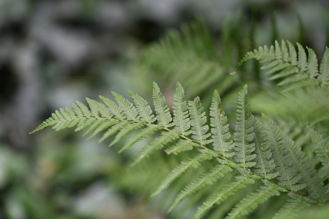 1/5000 s, f/4, ISO 3200, 200.0 mm