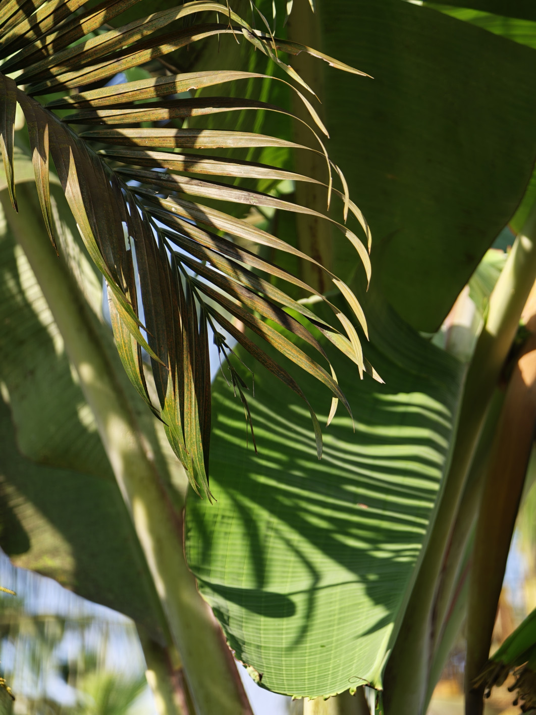 1/200 s, f/2.1, ISO 160, 16.5 mm