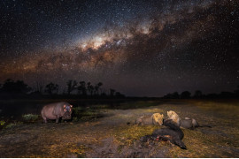 fot. Hannes Lochner, II miejsce w kategorii "Animals in their Environment" Siena International Photo Awards 2019