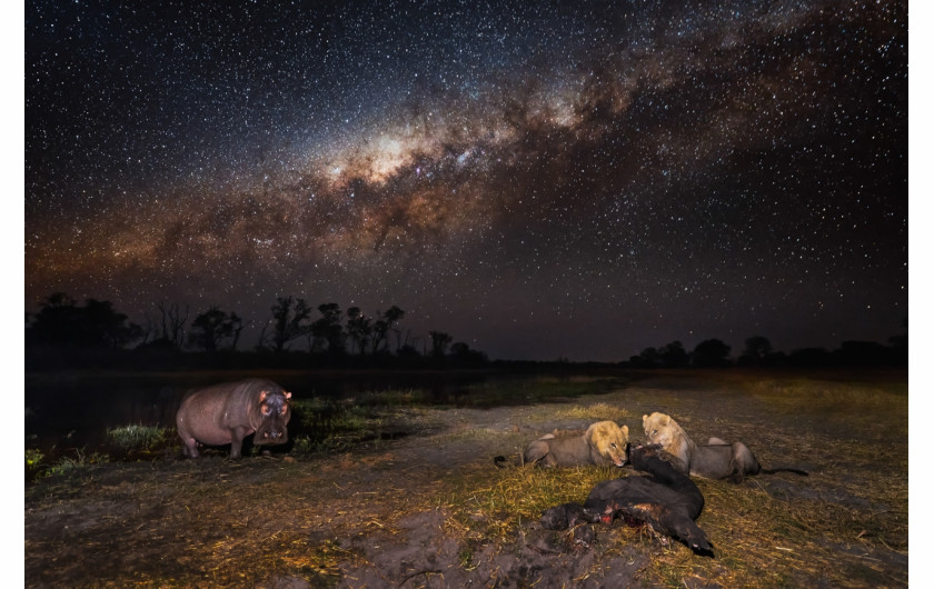 fot. Hannes Lochner, II miejsce w kategorii Animals in their Environment Siena International Photo Awards 2019