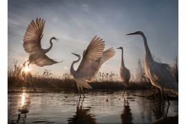 3. miejsce w kategorii Action, fot. Zsolt Kudich, "Changing Fortunes of Great Egret"
