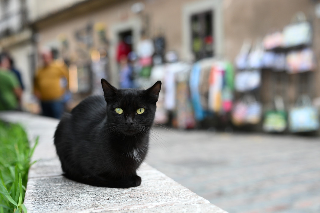 1/2000 s, f/2.8, ISO 800, 50.0 mm