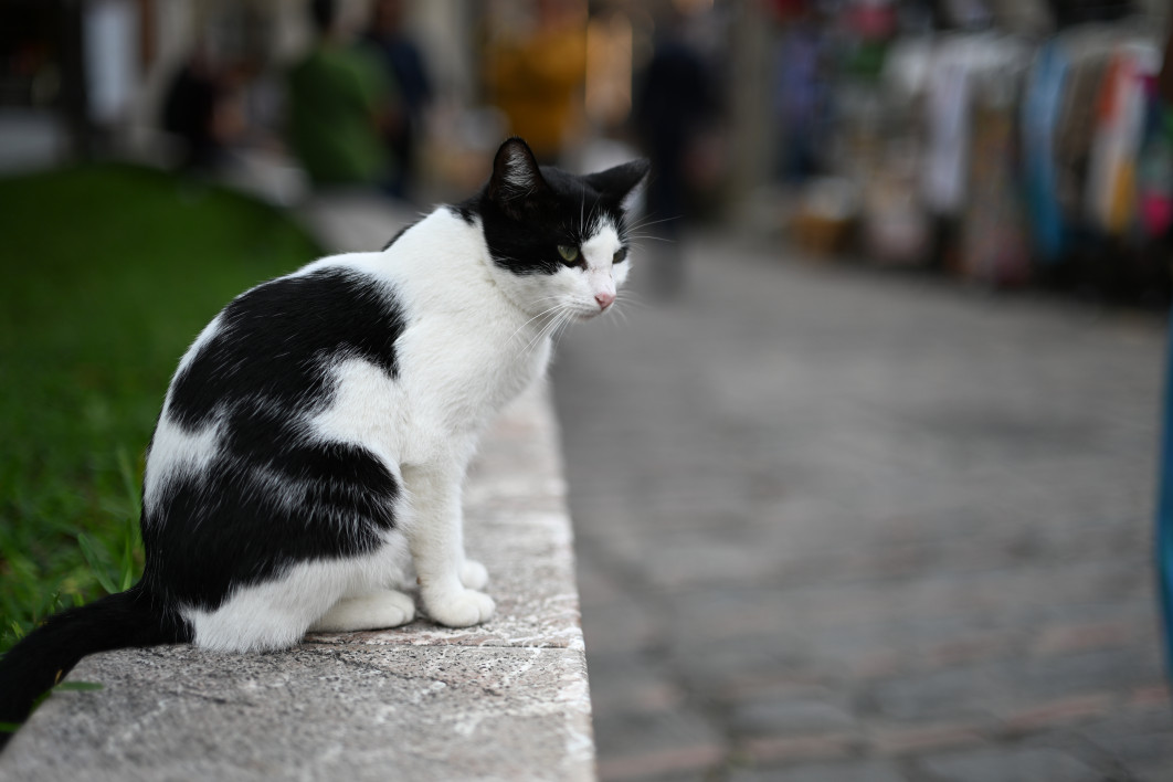 1/2000 s, f/1.4, ISO 100, 50.0 mm