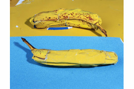 Bananas, 7&#8221; x 9&#8221;, C-Print, 2013, dzięki uprzejmości artysty