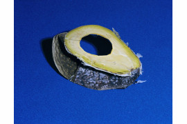 Avocado, 7&#8221; x 9&#8221;, C-Print, 2013, dzięki uprzejmości artysty