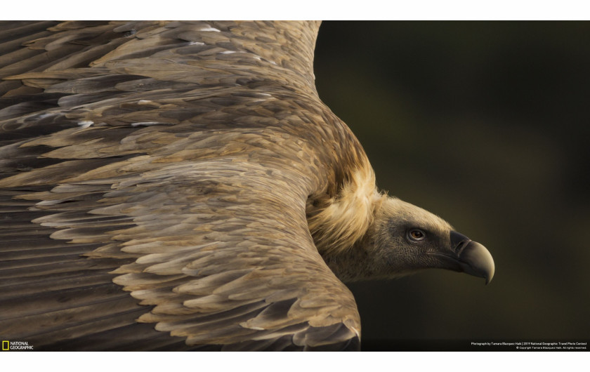 Tamara Blazquez Haik, TENDER EYES - I miejsce w kategorii Nature | National Geographic Travel Photographer of the Year 2019