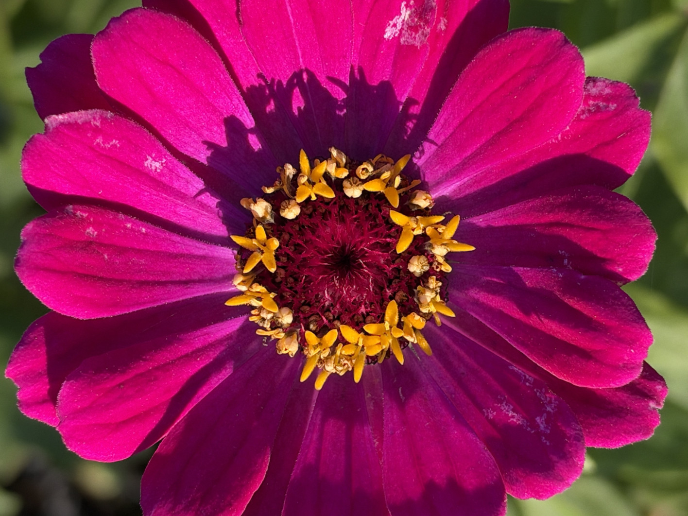 1/567 s, f/1.8, ISO 64, 6.9 mm