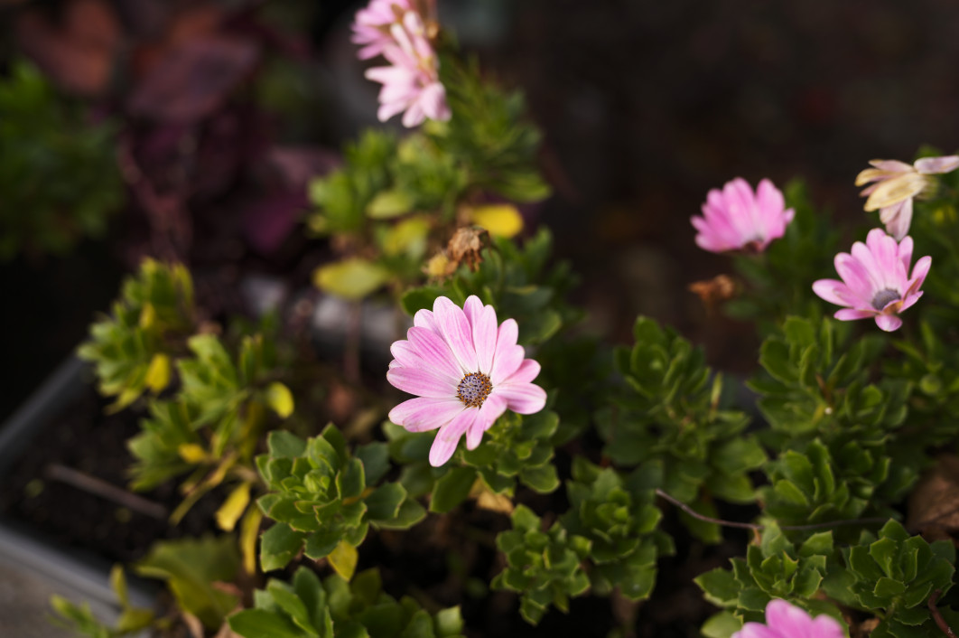 1/250 s, f/, ISO 64, 35.0 mm