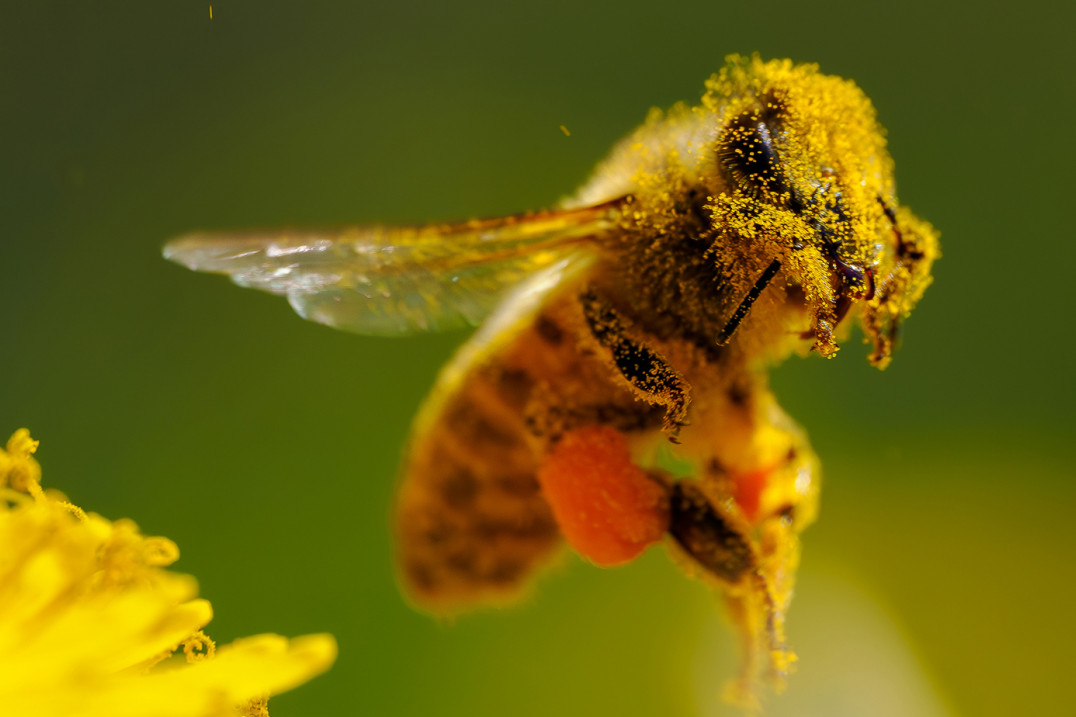 Wkrocz do świata makro. Oto techniki i sprzęt, które Ci w tym pomogą