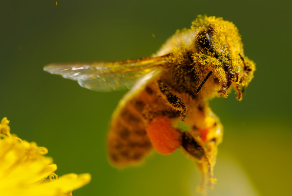 Wkrocz do świata makro. Oto techniki i sprzęt, które Ci w tym pomogą