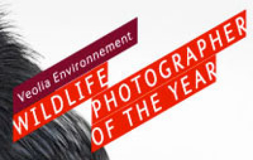 Konkurs Wildlife Photographer of the Year 2013