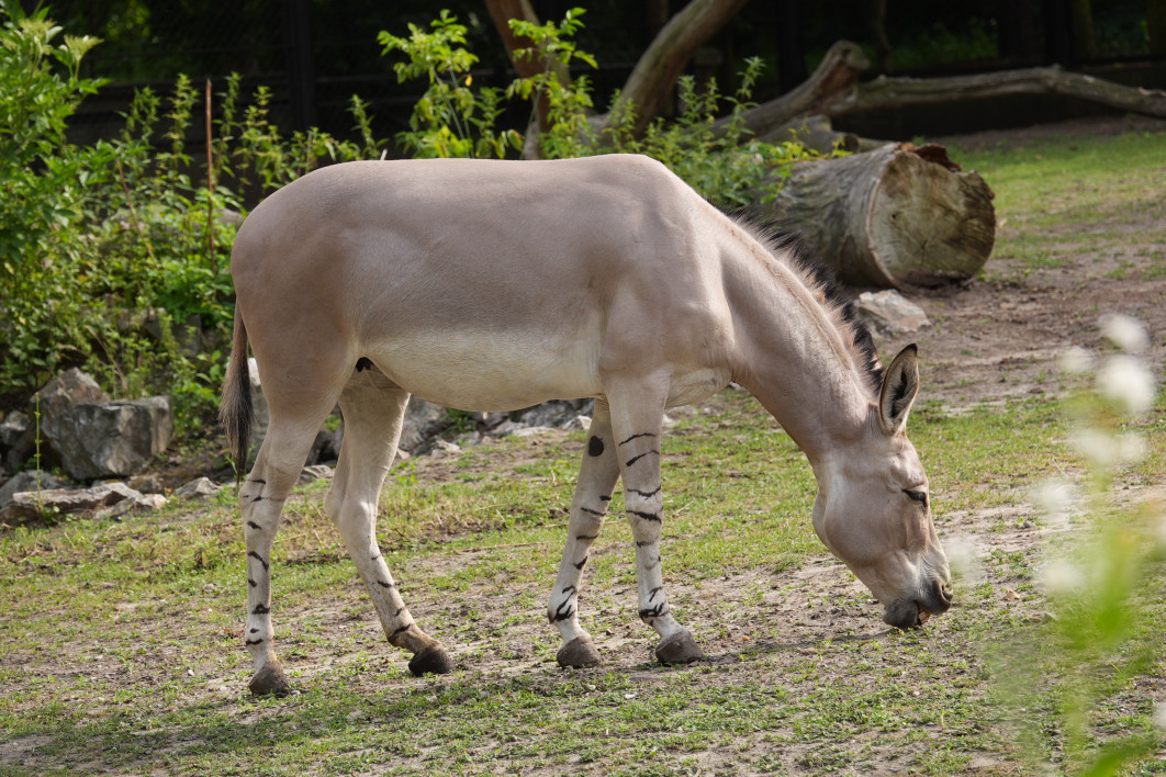 1/250 s, f/4, ISO 125, ogniskowa: 250 mm