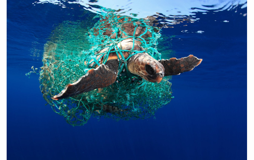 Eduardo Acevedo, laureat Marine Conservation Photographer of the Year 2019