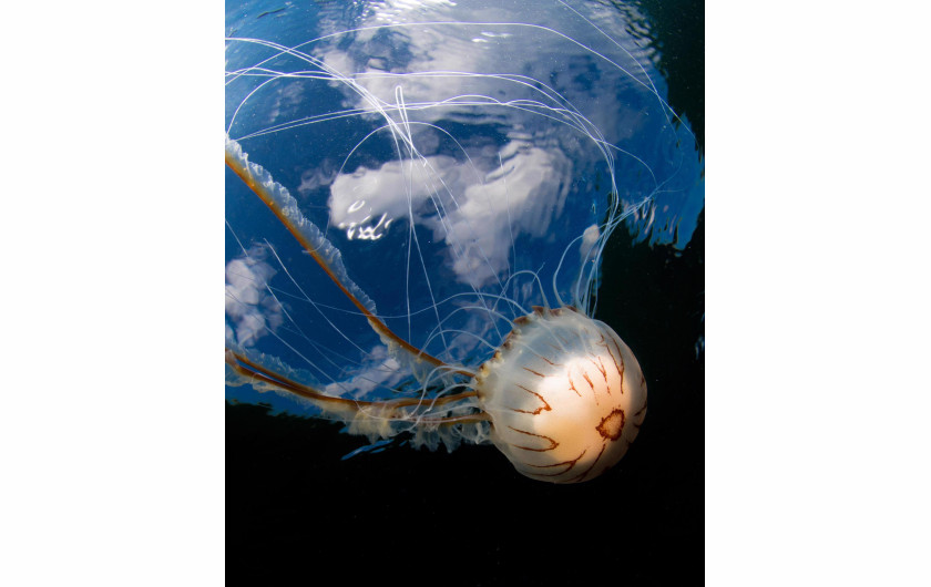 Malcolm Nimmo, laureat Most Promising British Underwater Photographer 2019