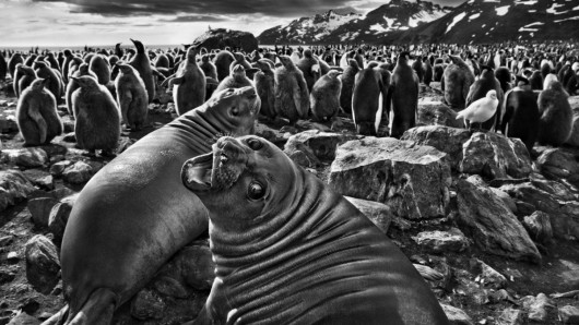 © Sebastiao Salgado