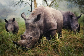 Wyróżnienie, fot. Stefane Berube, "White Rhinos"