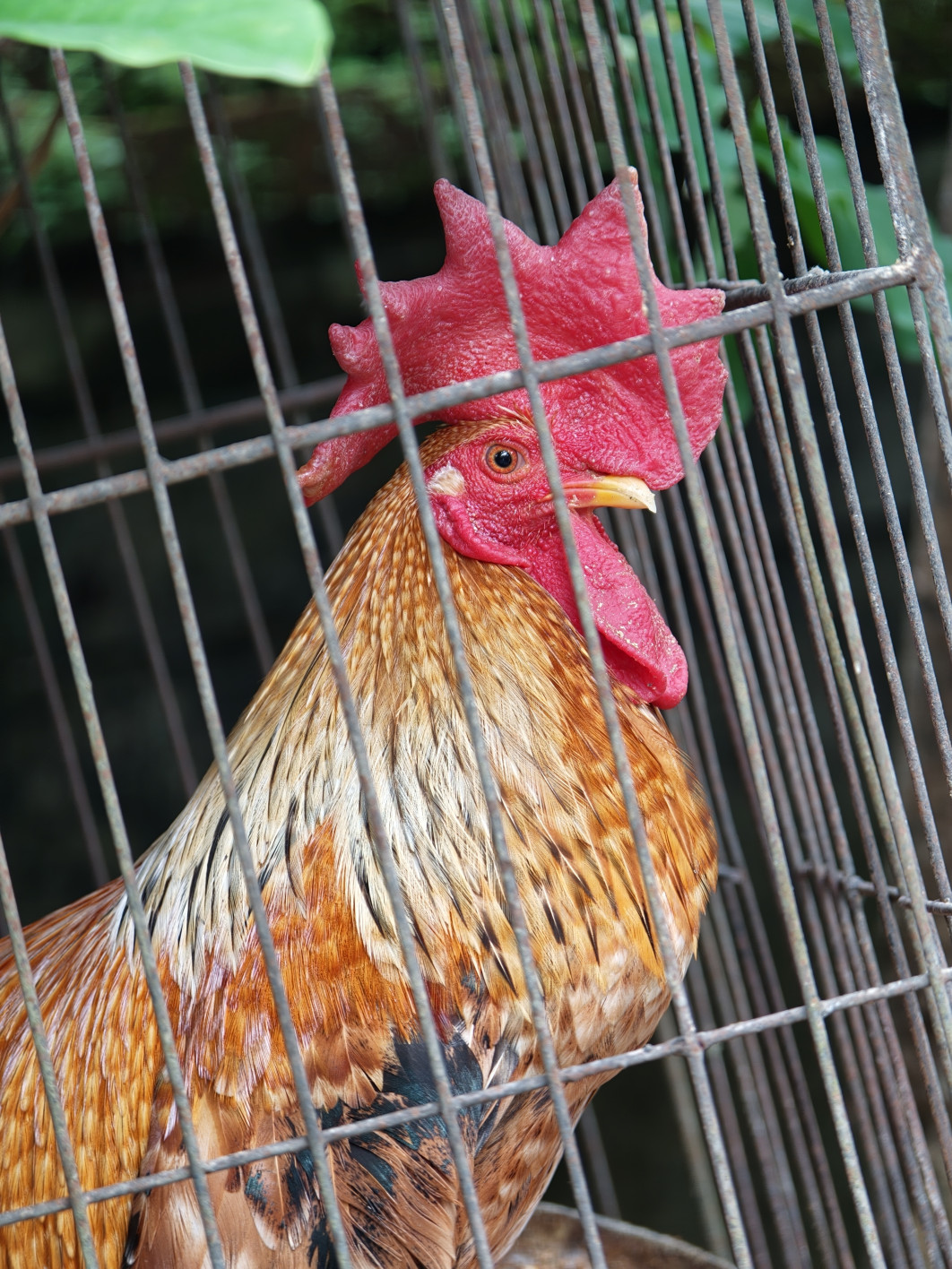 1/65 s, f/2.1, ISO 500, 16.5 mm