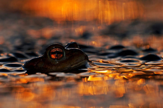 Wildlife Photographer of the Year 2013 - Polak nominowany do nagrody