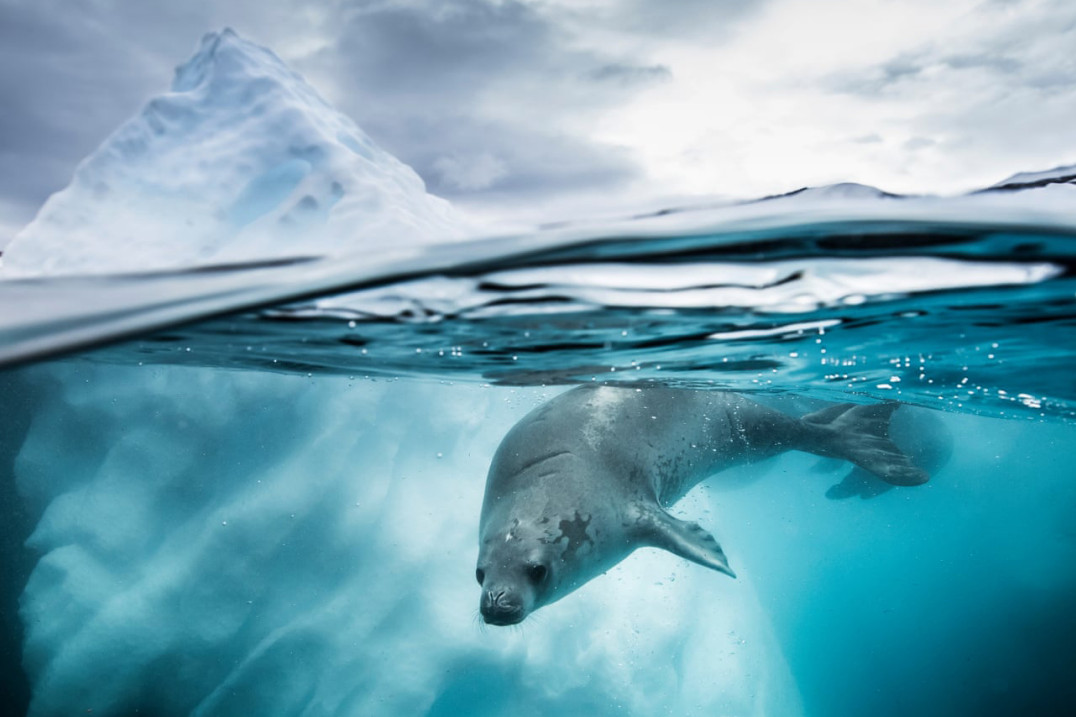 Poczuj moc głębin na zdjęciach laureatów Underwater Photographer of the Year 2019