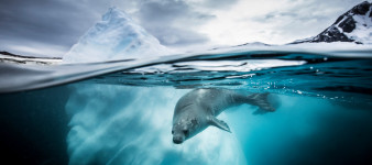 Poczuj moc głębin na zdjęciach laureatów Underwater Photographer of the Year 2019