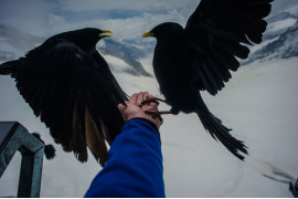 FILIP KLIMASZEWSKI, FREELANCER. Ptaki żyjące w bazie narciarsko-turystycznej na wysokości ponad 4000 m n.p.m. są wielką atrakcją dla turystów. Zwierzęta te są tak głodne, że często dochodzi do walki o jedzenie na rękach turystów. Jungfraujoc