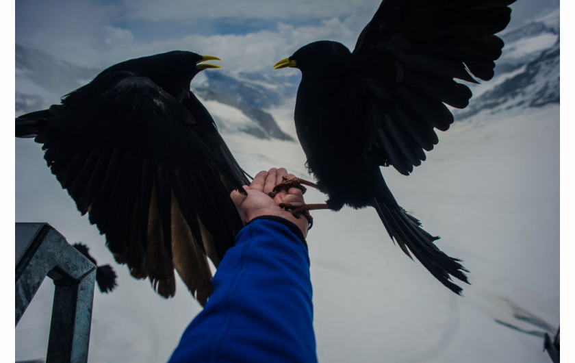 FILIP KLIMASZEWSKI, FREELANCER. Ptaki żyjące w bazie narciarsko-turystycznej na wysokości ponad 4000 m n.p.m. są wielką atrakcją dla turystów. Zwierzęta te są tak głodne, że często dochodzi do walki o jedzenie na rękach turystów. Jungfraujoc