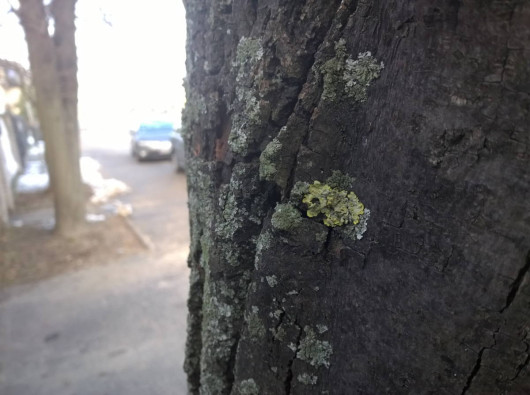 Nokia Lumia 930 - przykładowe bokeh