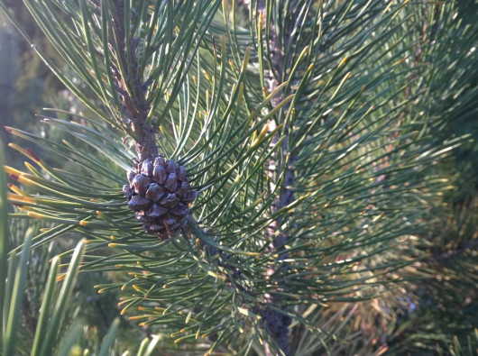 Nokia Lumia 930 - przykładowe bokeh