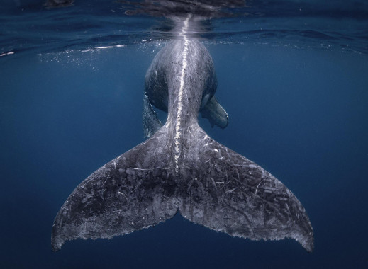 Majestat oceanu, zdjęcia z powietrza i nieziemskie scenerie - wyniki National Geographic Travel Photographer of the Year 2018 