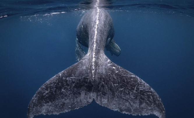 Majestat oceanu, zdjęcia z powietrza i nieziemskie scenerie - wyniki National Geographic Travel Photographer of the Year 2018 