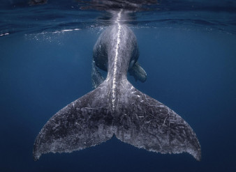 Majestat oceanu, zdjęcia z powietrza i nieziemskie scenerie - wyniki National Geographic Travel Photographer of the Year 2018 