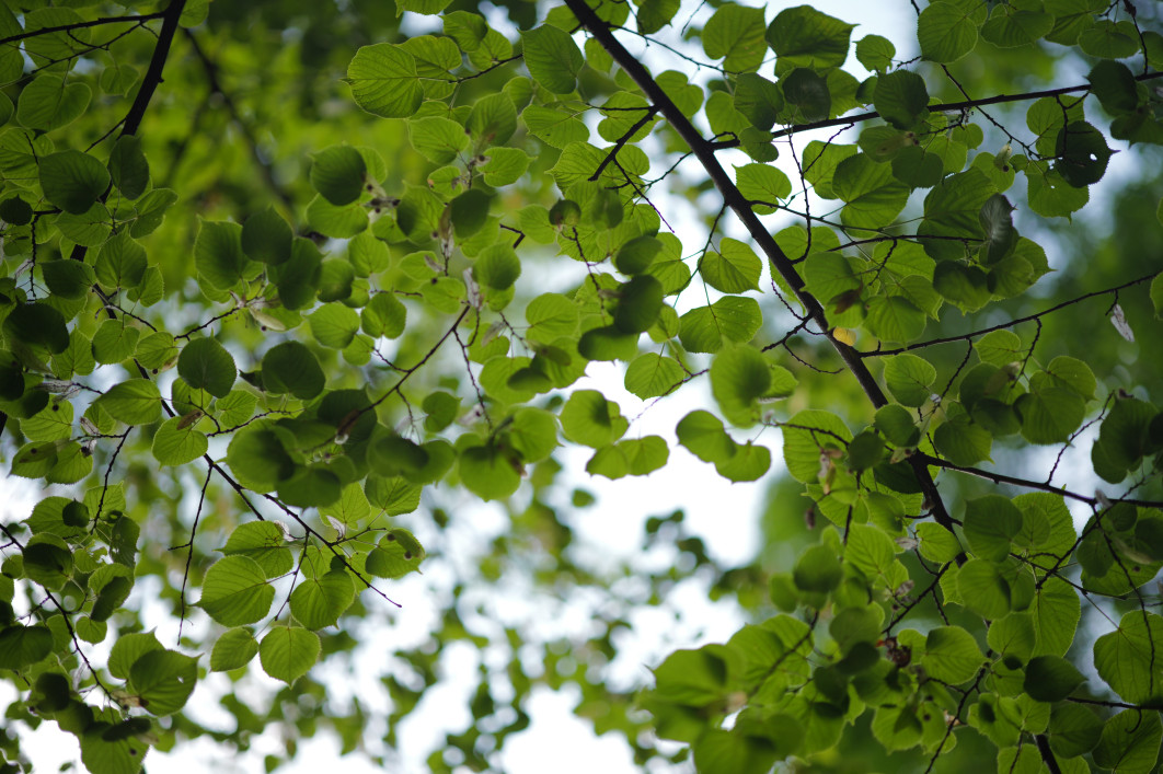 1/800 s, f/1.4, ISO 400, 75 mm