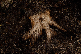 Krystian Maj - Białowieża 25.09.2017 Pozostałości drzewa wyciętego do samej ściółki, co jest naruszeniem zasad wycinki, które zobowiązują do pozostawienia fragmentu pnia dla żyjących w Puszczy organizmów i zwierząt.