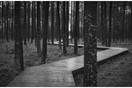 fot. Janusz Jeziorski, nominacja w kat. landscape, "Path Though the Forest in the Peat Bog"