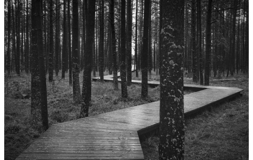 fot. Janusz Jeziorski, nominacja w kat. landscape, Path Though the Forest in the Peat Bog