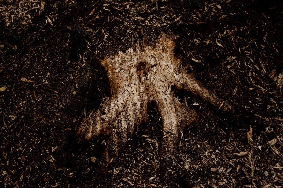 Krystian Maj - Białowieża 25.09.2017 Pozostałości drzewa wyciętego do samej ściółki, co jest naruszeniem zasad wycinki, które zobowiązują do pozostawienia fragmentu pnia dla żyjących w Puszczy organizmów i zwierząt.