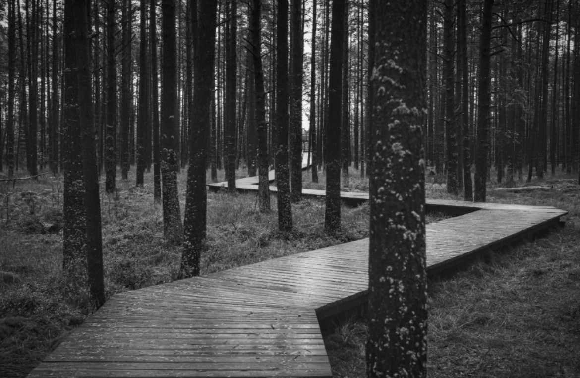 fot. Janusz Jeziorski, nominacja w kat. landscape, "Path Though the Forest in the Peat Bog"